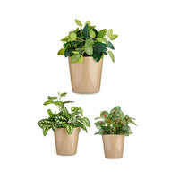 Blumentopfset Ibergarden CONICO-1019 Beige Lehm Cónica Ø 14 cm Ø 22 cm Ø 17 cm 3 Stücke