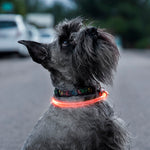 LED-Halsband für Haustiere Petlux InnovaGoods