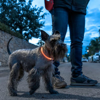 LED-Halsband für Haustiere Petlux InnovaGoods