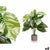 Dekorationspflanze Ibergarden 12 Kunststoff Magnesium 42 x 42 x 78 cm (4 Stück)