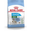 Futter Royal Canin Starter Mother And Babydog Erwachsener Huhn Vögel 1 kg