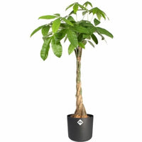 Blumentopf Elho 24,7 x 24,7 x 23,3 cm Schwarz Anthrazit Polypropylen Kunststoff rund