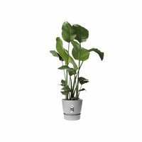 Blumentopf Elho Grau Kunststoff rund Moderne Ø 47 cm